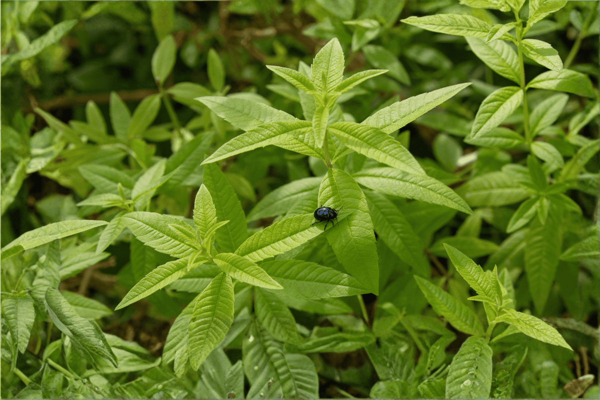 Lemon Verbena 1 Live Plant – 4-Inch Pot – Aloysia triphylla