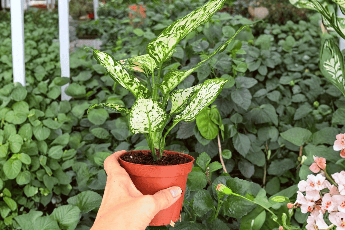 Aglaonema Eileen – 2 Exact Live Plants, 4-Inch Size – Aglaonema ‘Eileen’
