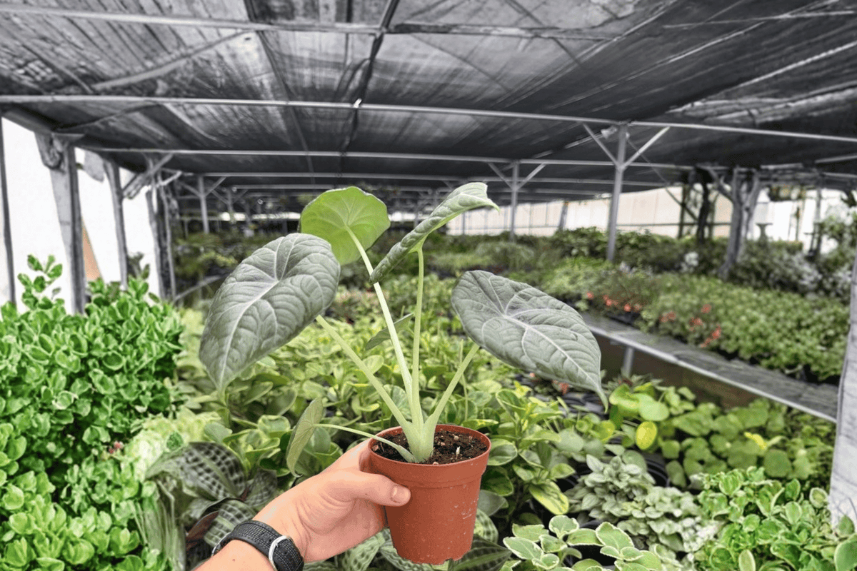 Alocasia Maharani – 2 Exact Live Plants, 4-Inch Size – Alocasia ‘Maharani’