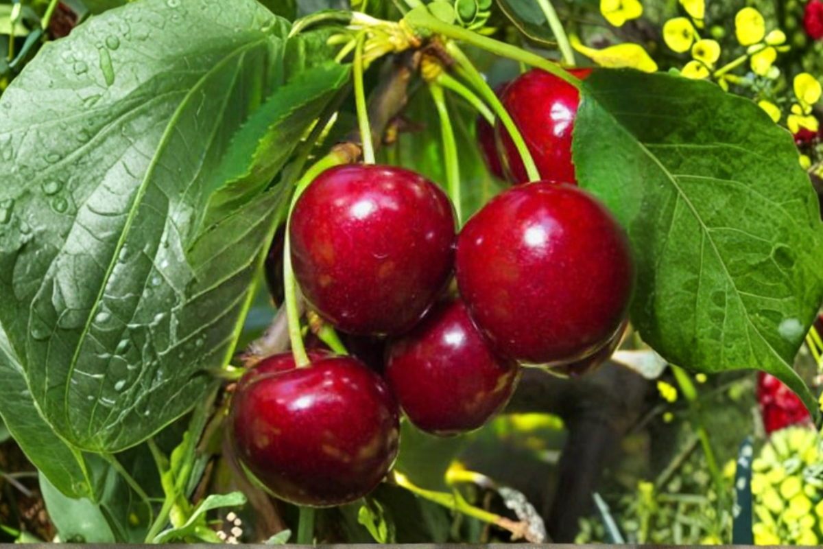 Rare Lapins Cherry Tree Seeds 5 Pack Sweet Cherry Fruit Seeds for Indoor Outdoor Garden Growing USA Seller