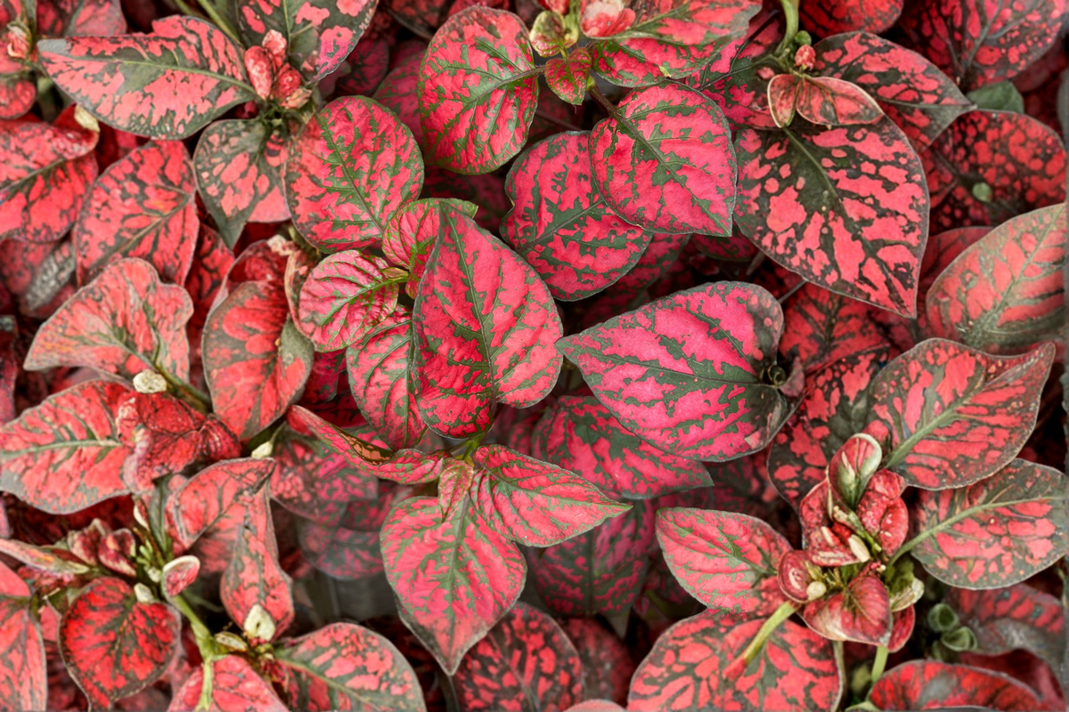 Hypoestes 'Red Splash' Live Plant – 2.5 Inch Pot – Polka Dot Plant (Hypoestes phyllostachya)
