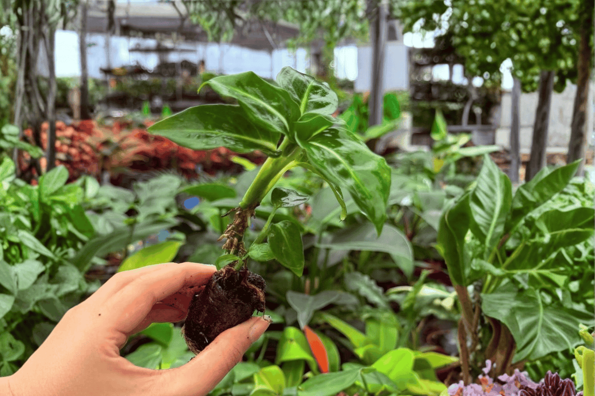 2 Exact Dieffenbachia Green Magic Starter Plants – Dieffenbachia ‘Green Magic’