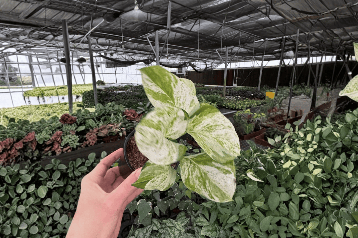2 Manjula Pothos Live Plants in 4-Inch Pots – Epipremnum aureum 'Manjula'