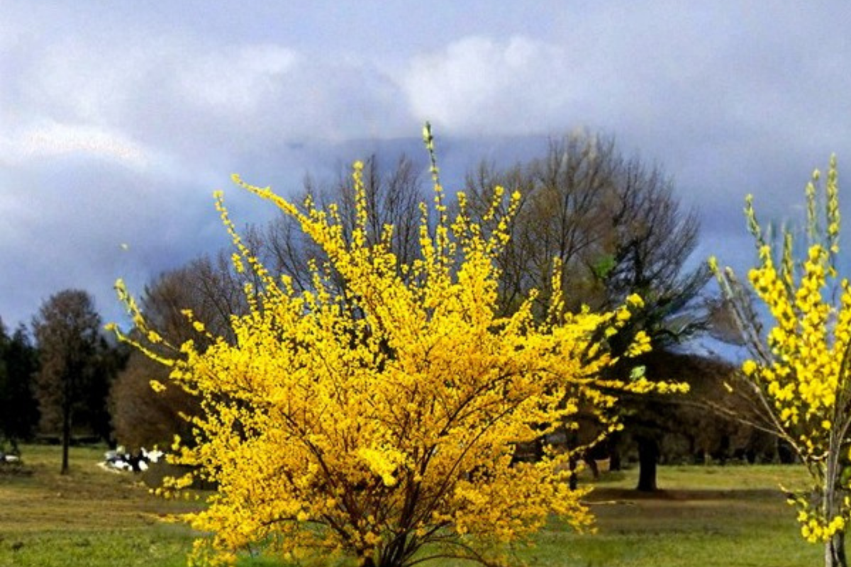 Forsythia Flowering Shrub 2-4 ft – Live Yellow Spring Bloom Plant for Home Garden Landscape Outdoor Bush