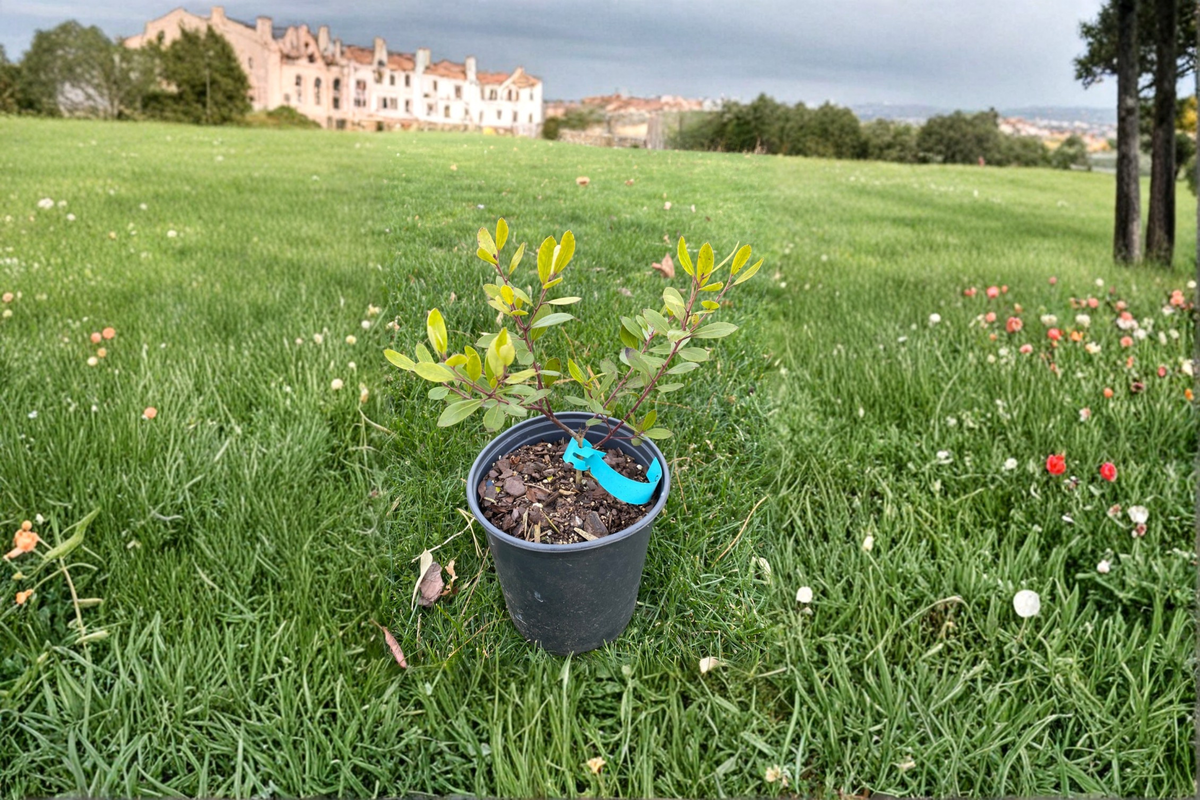 Bob Rappleye Male Inkberry Live Plant 1 Gallon Pot – Ilex glabra Evergreen Native Holly Shrub Garden Hedge Plant