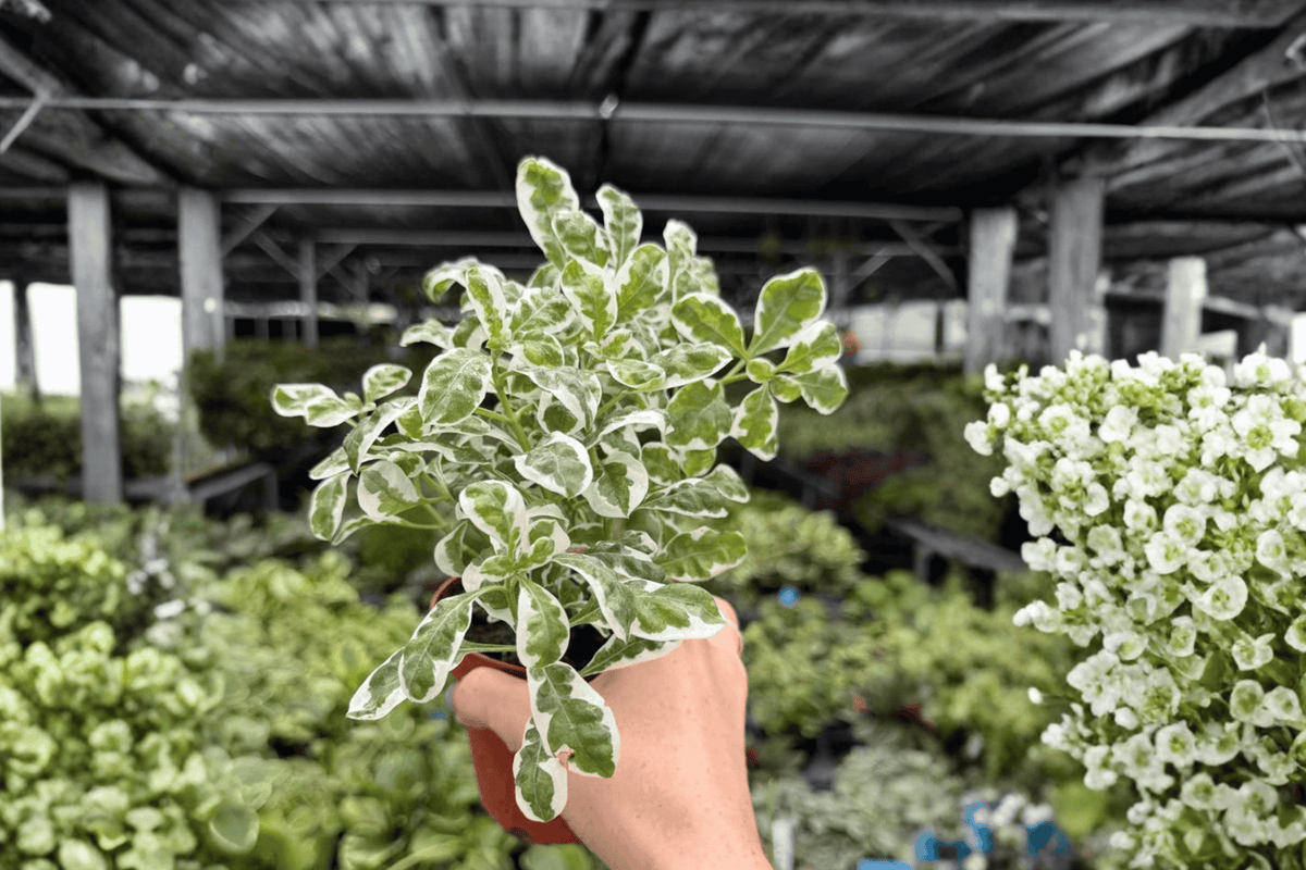 Alternanthera Snow Queen 2 Exact Live Plants โ 4-Inch Pots โ Alternanthera โSnow Queenโ