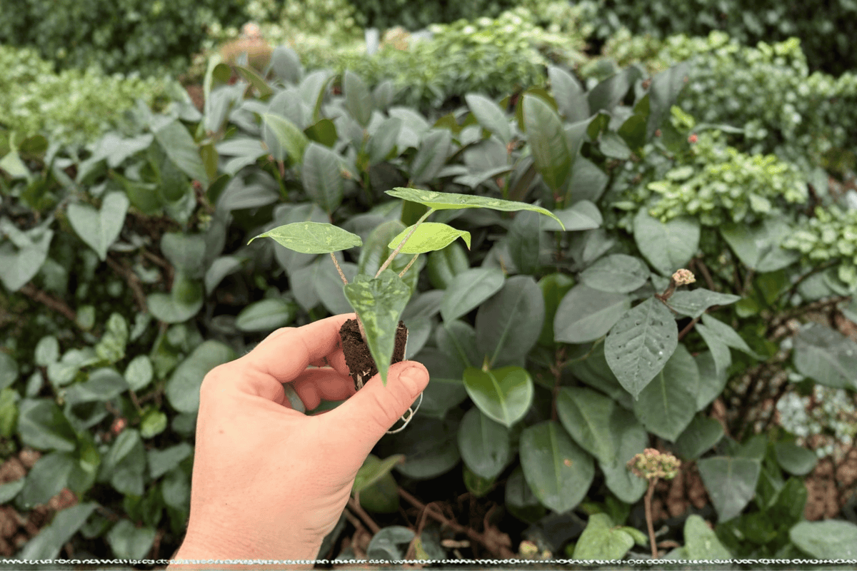 Alocasia Shattered Glass 2 Exact Live Starter Plants – Alocasia ‘Shattered Glass’ 2” Bare Root