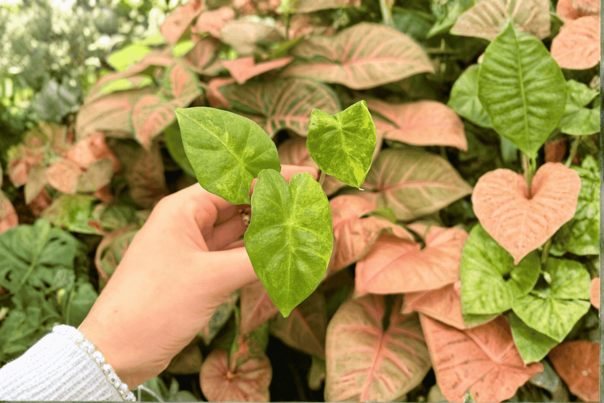 Alocasia Portora Aurea – 2 Exact Live Starter Plants, 2-Inch Size – Alocasia ‘Portora Aurea’