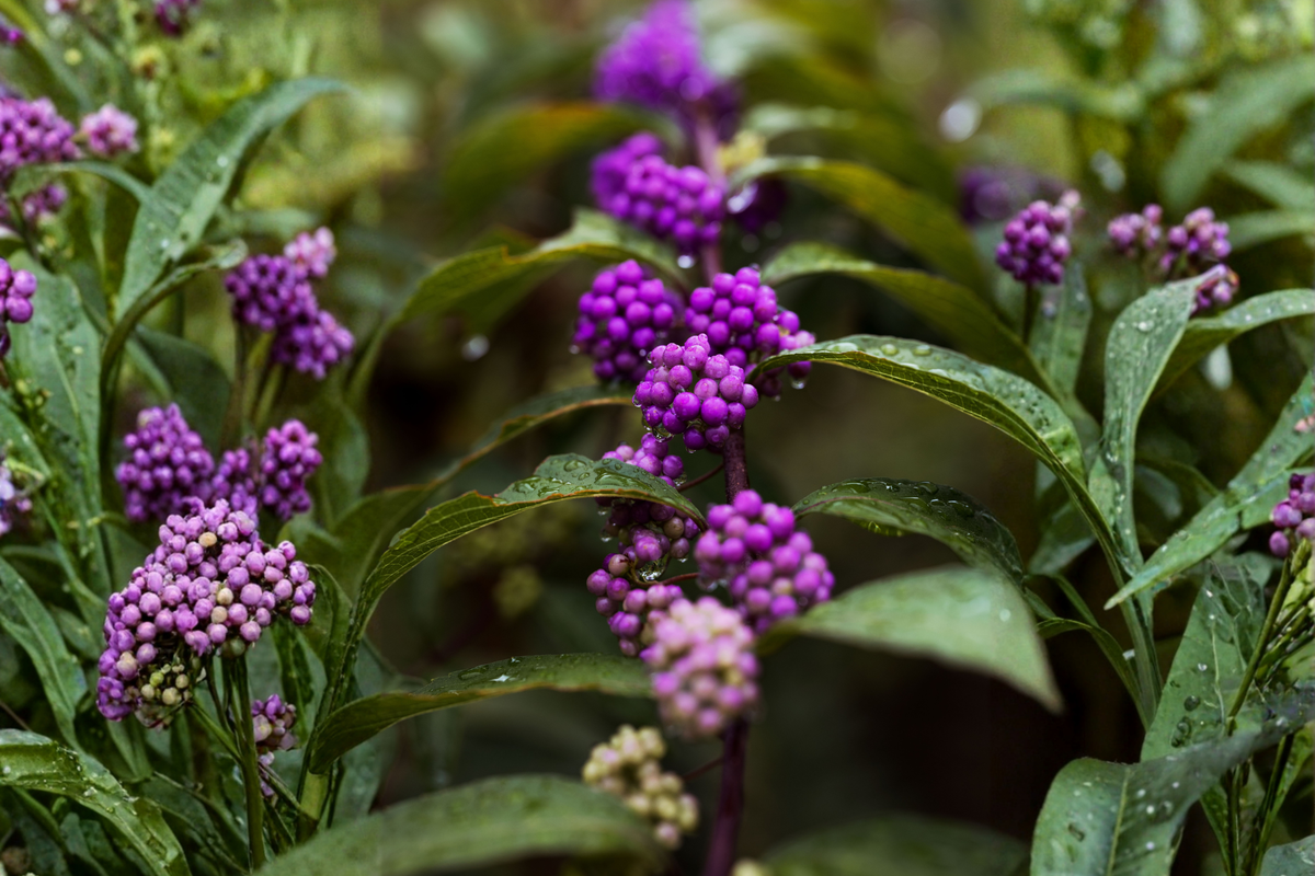American Beautyberry Live Plant 3.5 Inch Pot – Callicarpa americana Native Shrub