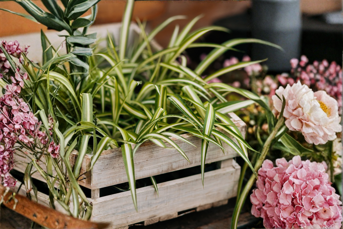 Bonnie Curly Spider Plant Live Houseplant – 4-Inch Pot – Chlorophytum comosum 'Bonnie'