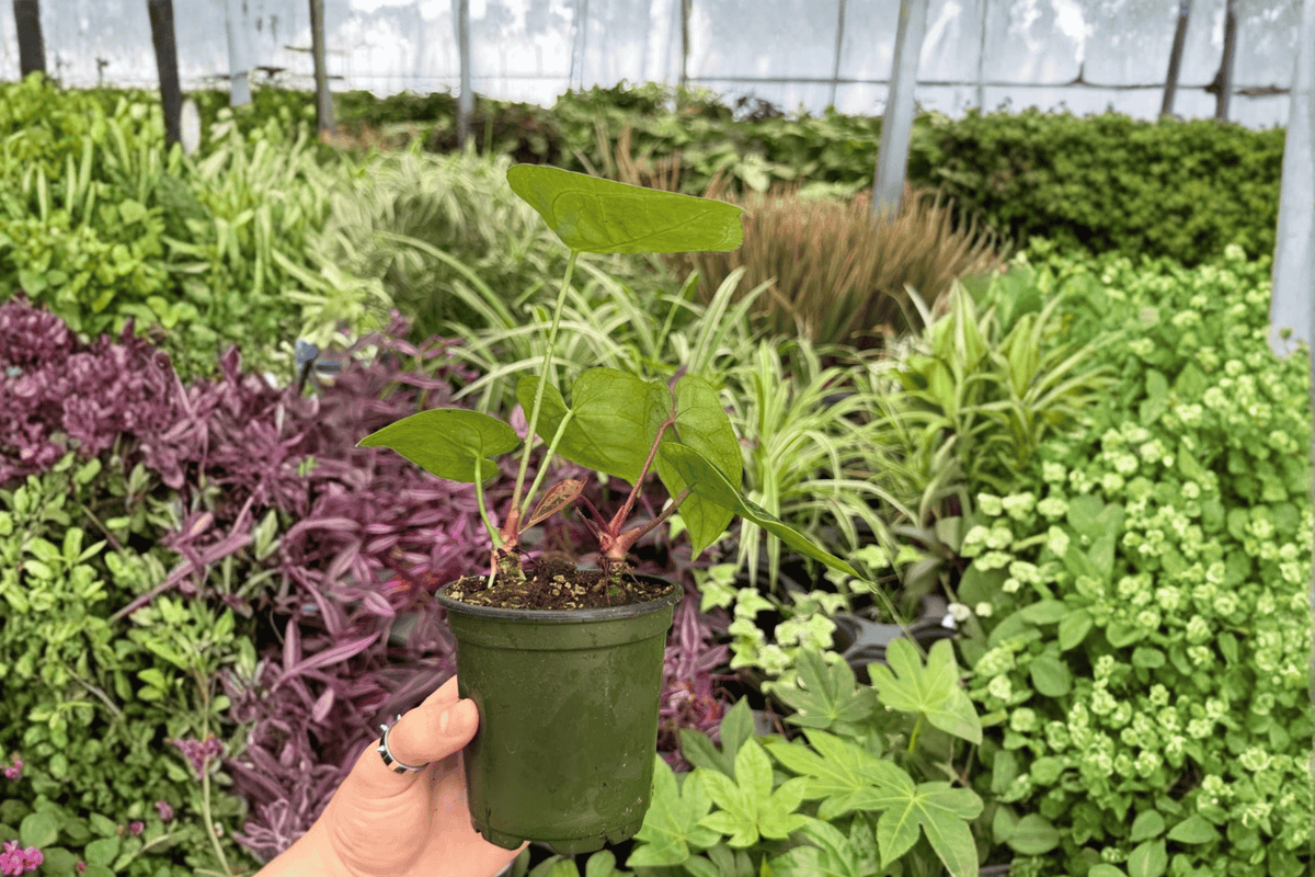 Anthurium Crystal Golden 2 Exact Live Plants – Anthurium ‘Crystal Golden’ 4” Size Bare Root