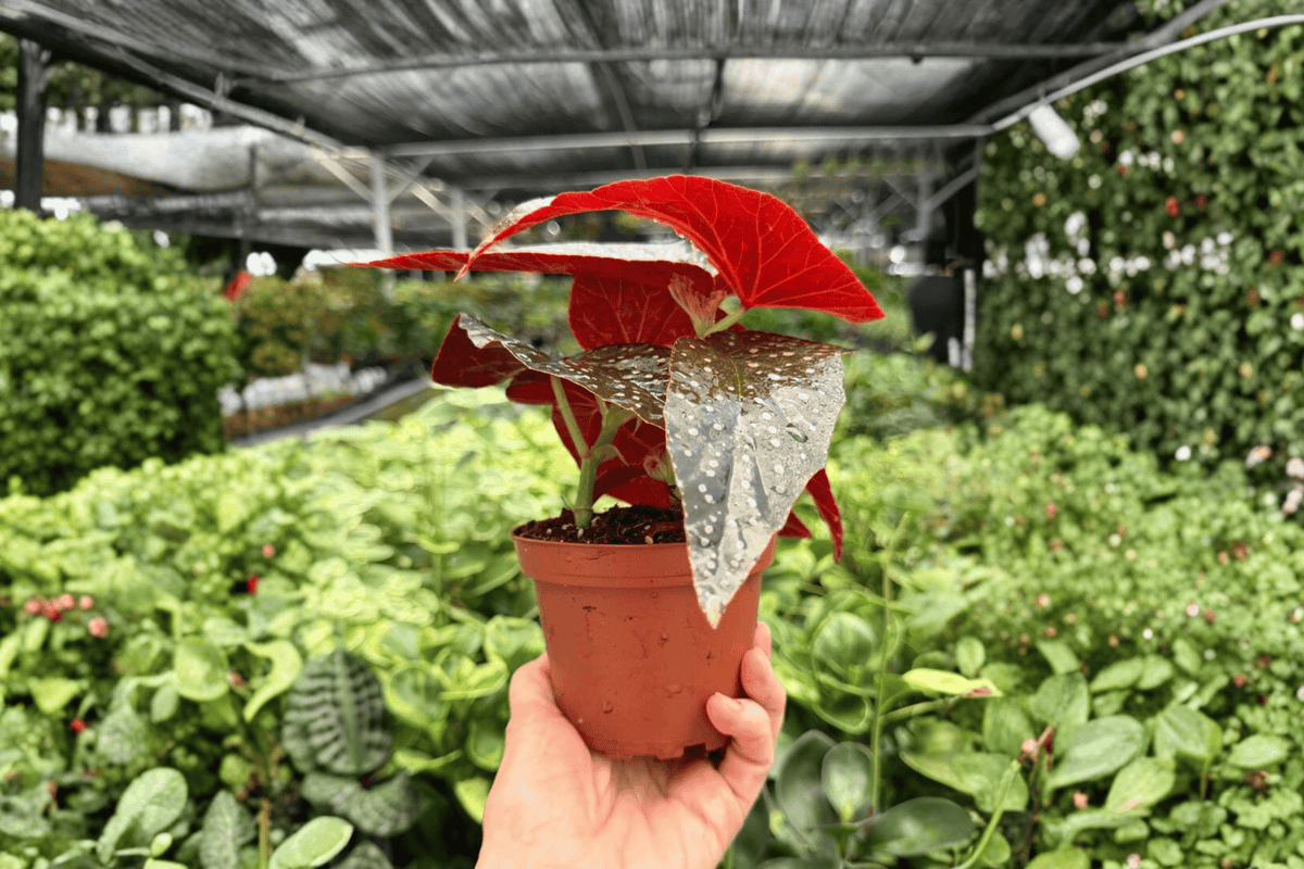 Begonia Harmony’s Keeper 2 Exact Live Plants – 4” Size Bare Root