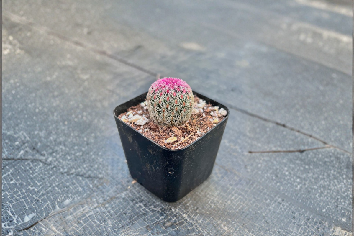 Rainbow Hedgehog Cactus Live Plant Rooted Succulent in 2 Inch Pot Colorful Indoor Outdoor Cactus Houseplant Gift