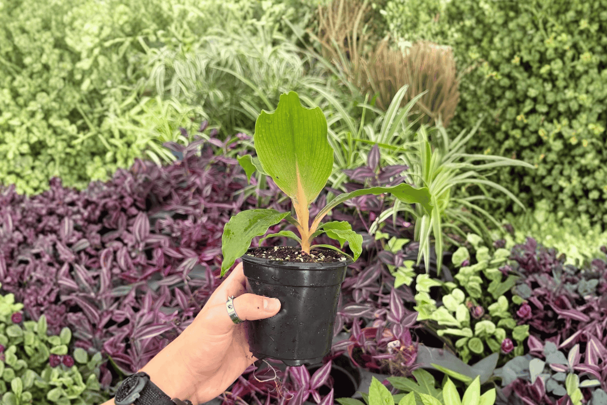 Chlorophytum Fire Flash 2 Exact Live Plants – Chlorophytum orchidastrum ‘Fire Flash’ 4” Bare Root