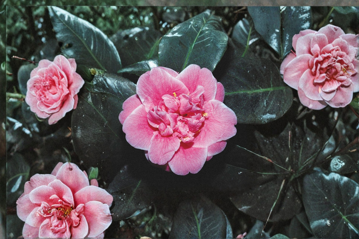 Japanese Camellia Tama Bambino 1 Gallon Live Plant – Pink Compact Evergreen Shrub for Garden & Shade