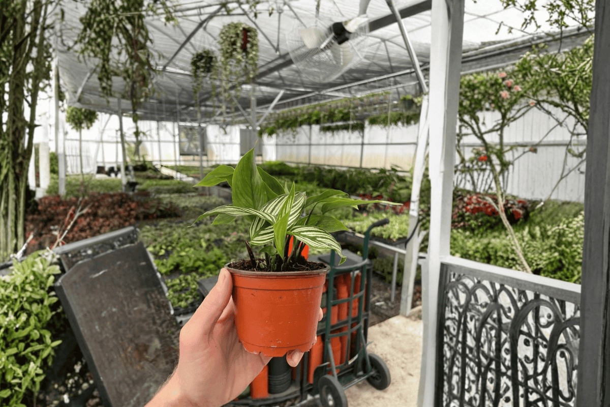 Calathea Vittata 2 Live Plants – 4-Inch Pots – Goeppertia elliptica ‘Vittata’