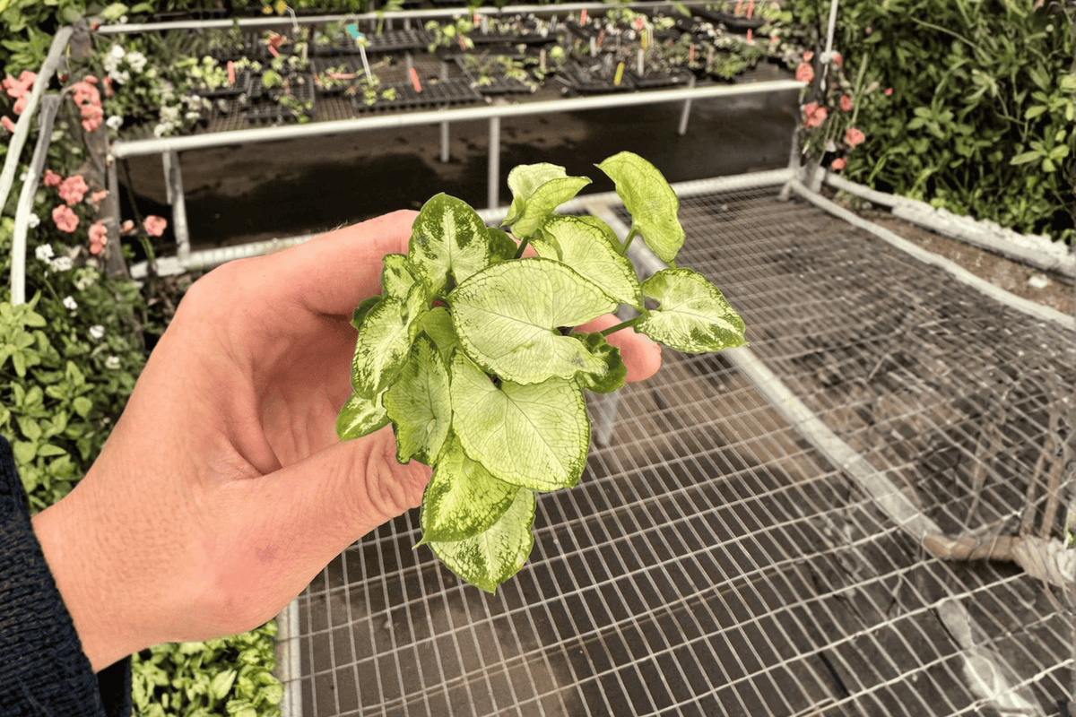 Syngonium ‘Shorty’ 2 Starter Live Plants – Compact Syngonium Hybrid