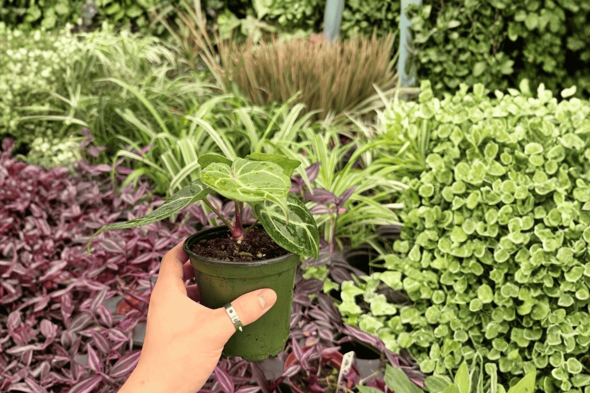 Anthurium Hoffmanii x Red HU 2 Exact Live Plants – 4-Inch Pots – Anthurium Hybrid