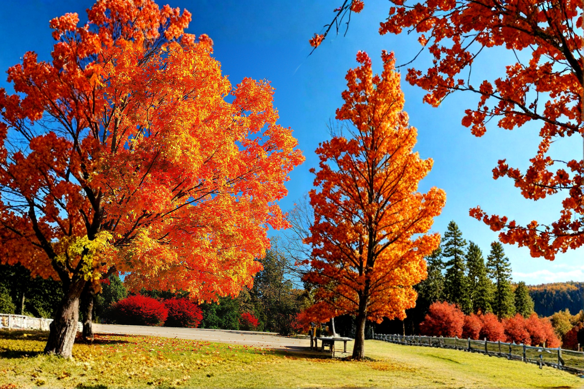 Red Maple Live Plant 4–6 ft Deciduous Shade Tree with Vibrant Fall Foliage Acer rubrum