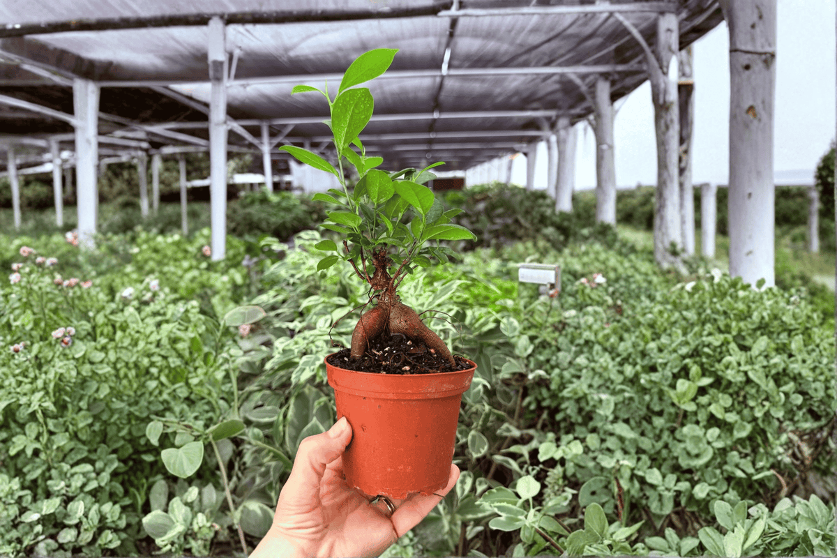 Ficus Ginseng 2 Exact Live Plants – Ficus microcarpa 4” Size Bare Root