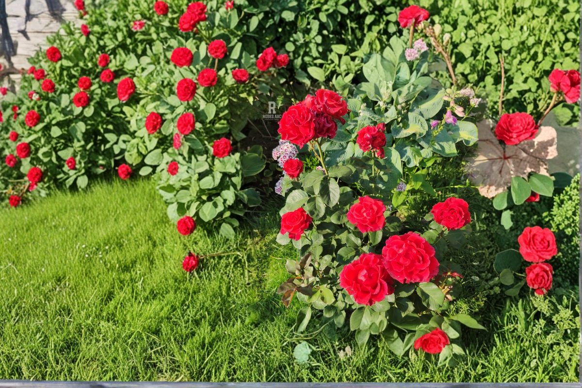 Live Red Hybrid Tea Rose Plant – 5 Gallon Container, Large Bloom, Garden Landscape, Outdoor Rose Bush, Rosa hybrid