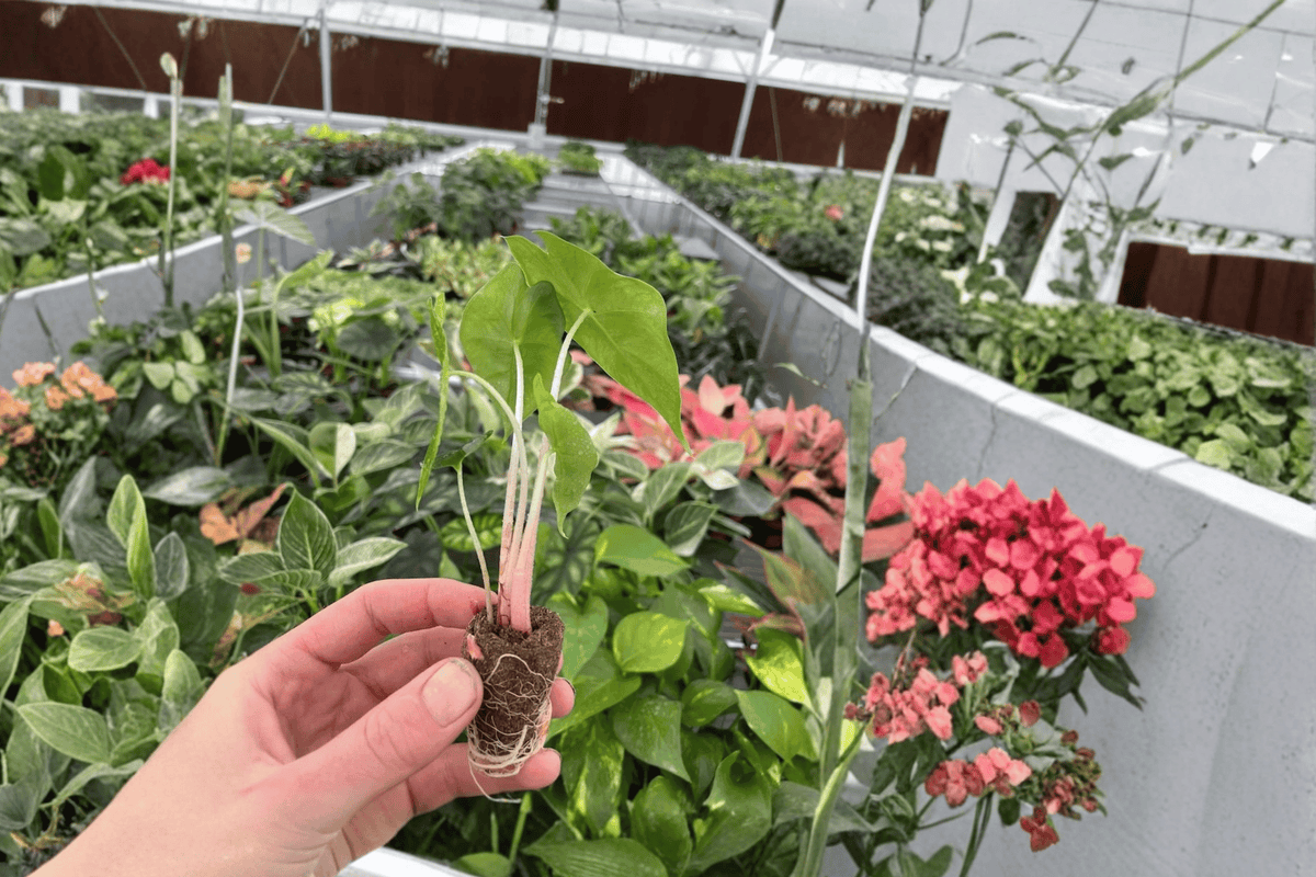 Alocasia Morocco 2 Live Starter Plants – Soil Pods – Alocasia ‘Morocco’