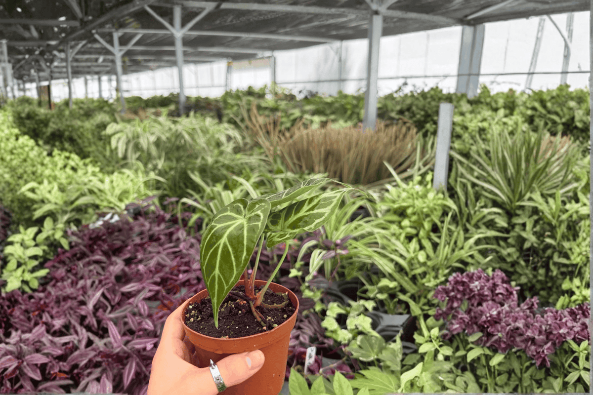 Anthurium Hoffmannii × Green Mamba 2 Exact Live Hybrid Plants – 4-Inch Pots