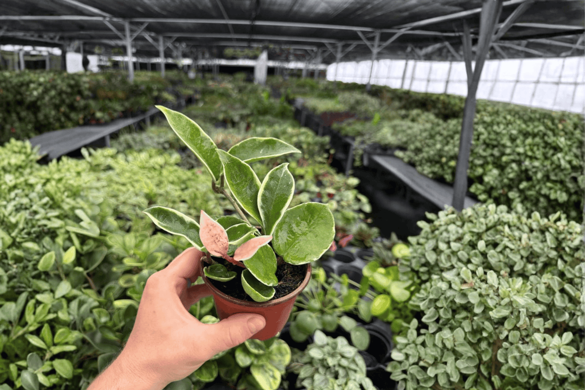 Hoya Carnosa Albomarginata 2 Exact Live Plants – 4-Inch Pots