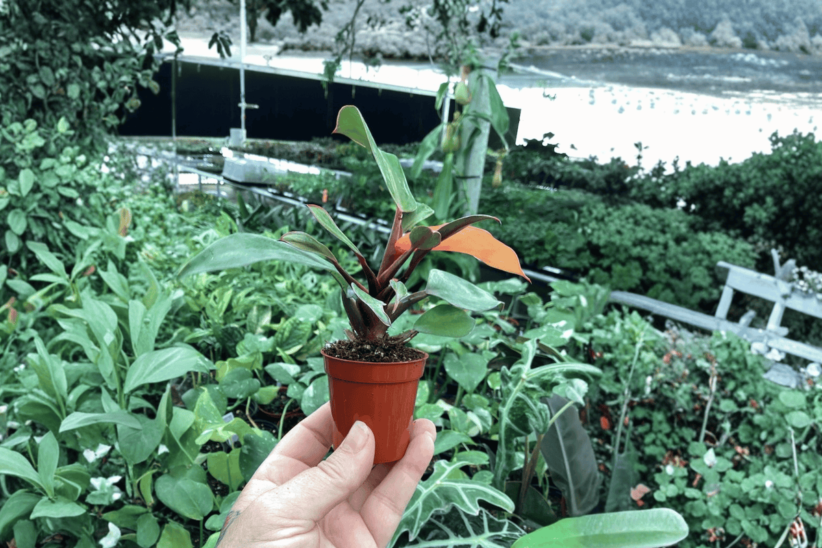 Philodendron McColley’s Finale 2 Live Starter Plants – 2” Size Bare Root