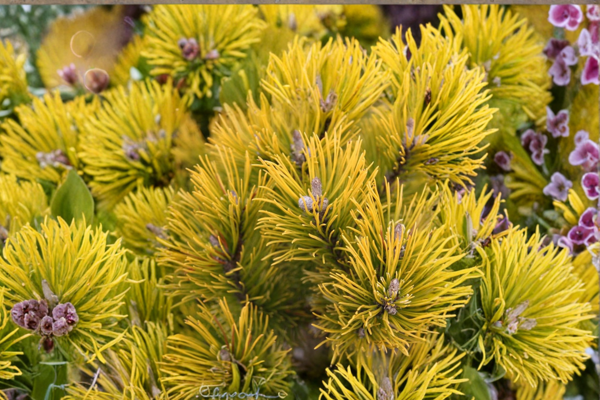 Mugo Pine ‘Carsten’s Wintergold’ Live Plant – 10 Inches Tall Evergreen Shrub in 1 Gallon Pot for Garden Landscape