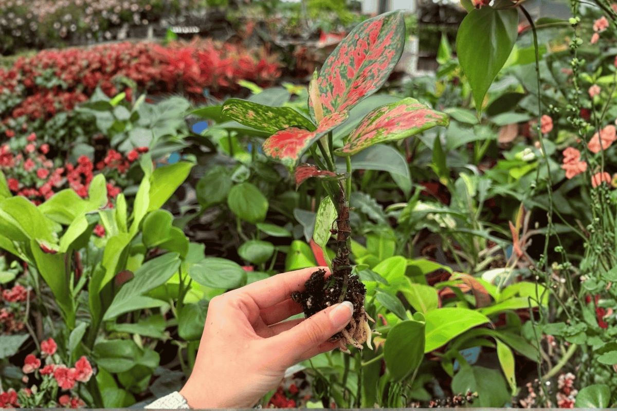 2 Exact Aglaonema Diamond Red Starter Plants – Aglaonema ‘Diamond Red’