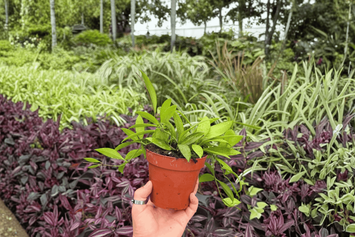 Marble Queen Pothos 2 Exact Live Plants – Epipremnum aureum ‘Marble Queen’ 4” Bare Root