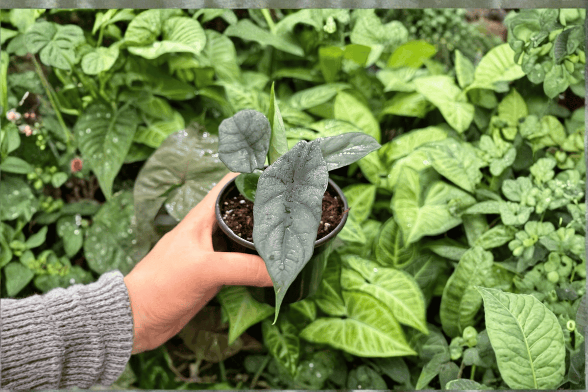 2 Exact Alocasia 'Silver Wings' (Silver Dragon × Scalprum) Live Plants in 4-Inch Pots