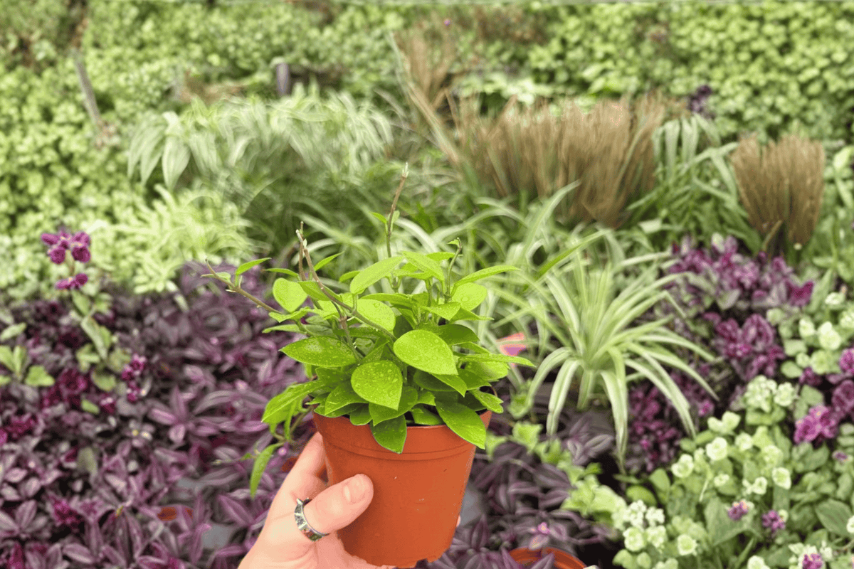 2 Exact Hoya Chouke Live Plants in 4-Inch Pots – Hoya ‘Chouke’