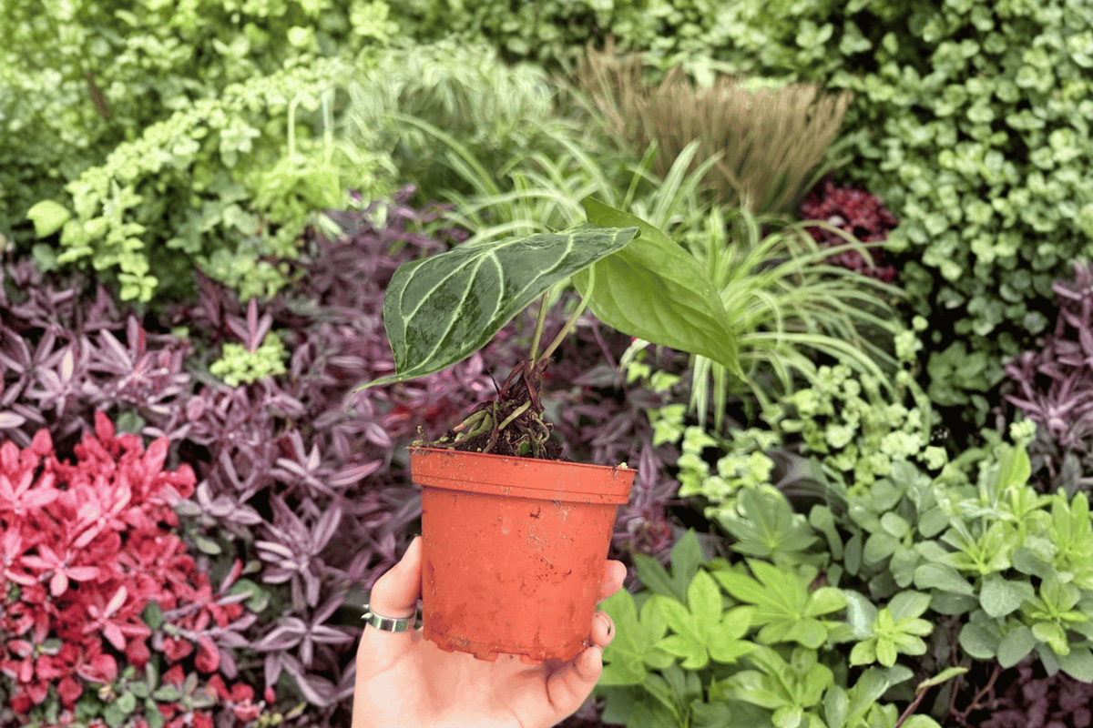 Anthurium Papillilaminum × Dressleri 2 Exact Live Plants – Specific 4” Size Bare Root