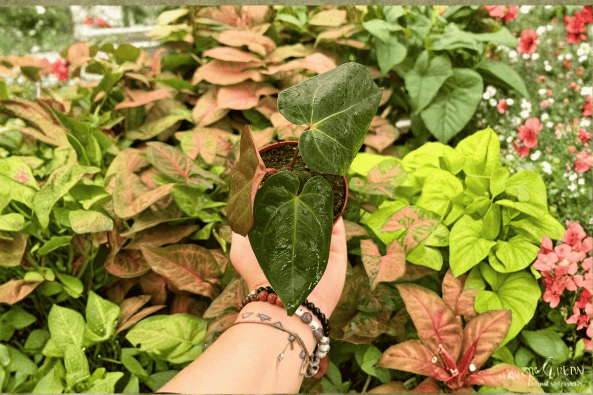 Anthurium Fort Sherman x Blue Papi 2 Exact Live Plants – 4-Inch Pot Format