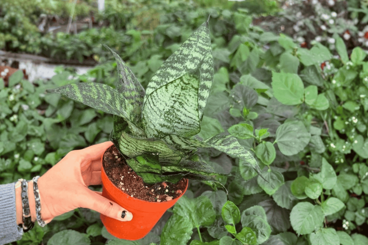 Green Snake Plant 2 Exact Live Plants – 4-Inch Pots – Dracaena trifasciata