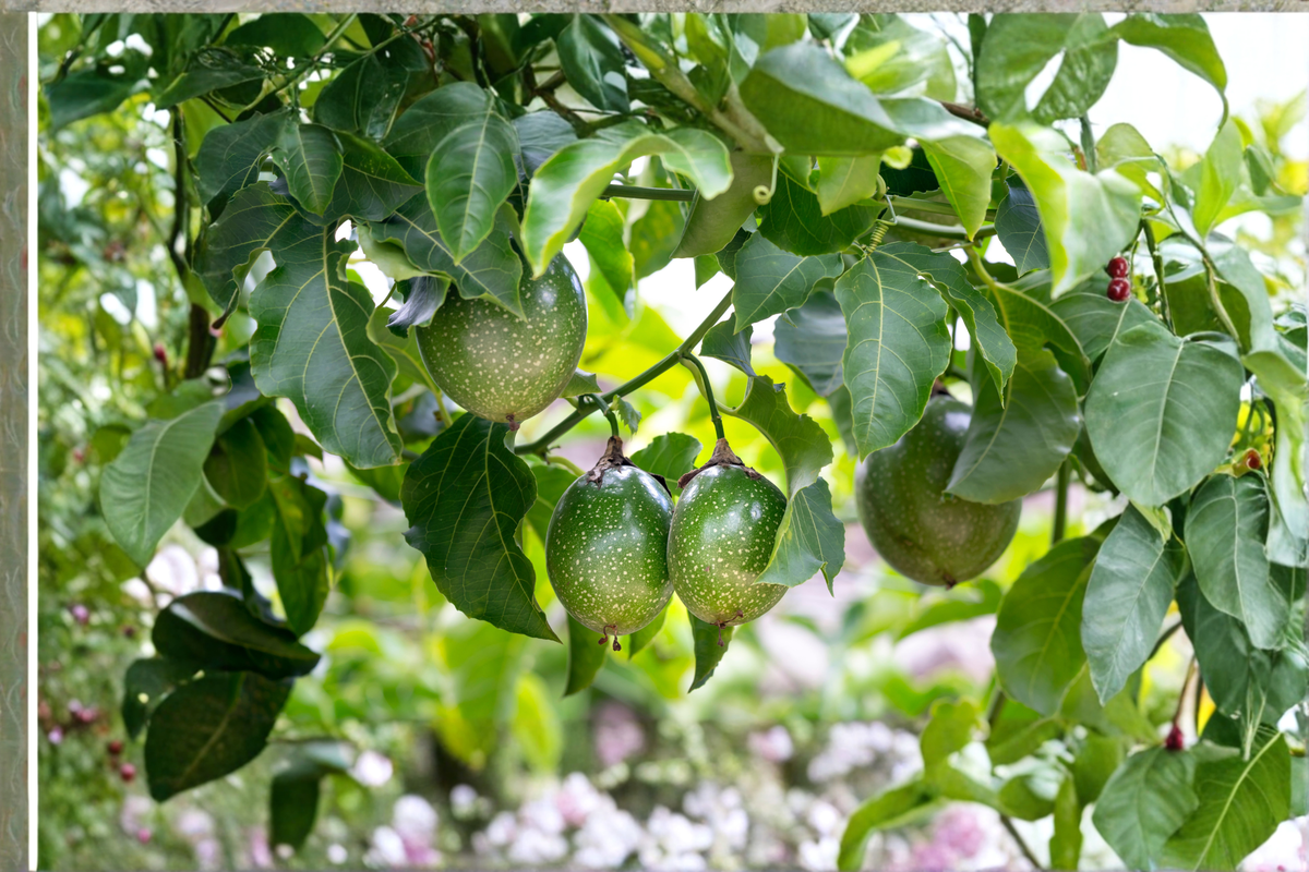 2 Purple Possum Passion Fruit Live Plants 2-Inch Pots – Passiflora edulis Fruiting Vines