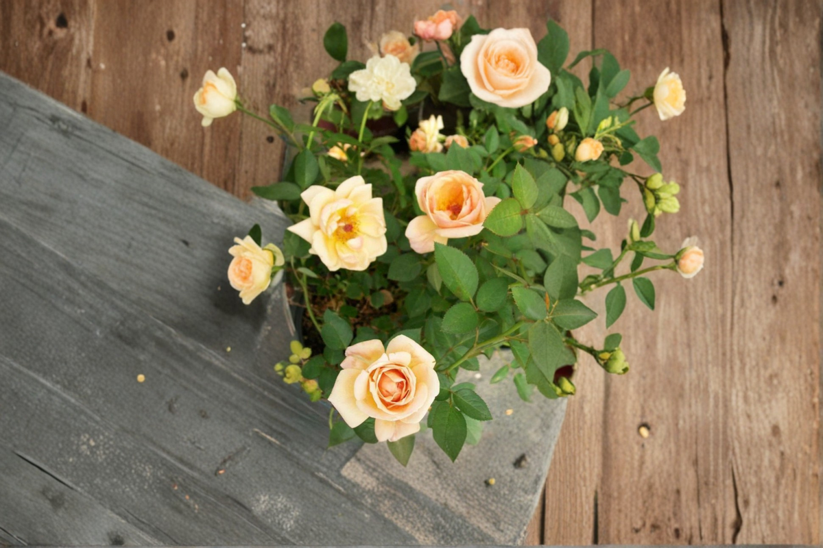 Apricot Yellow Mini Rose Live Plant 3 Gal Peach Tone Rose Bush, Compact Flowering Shrub for Garden Outdoor