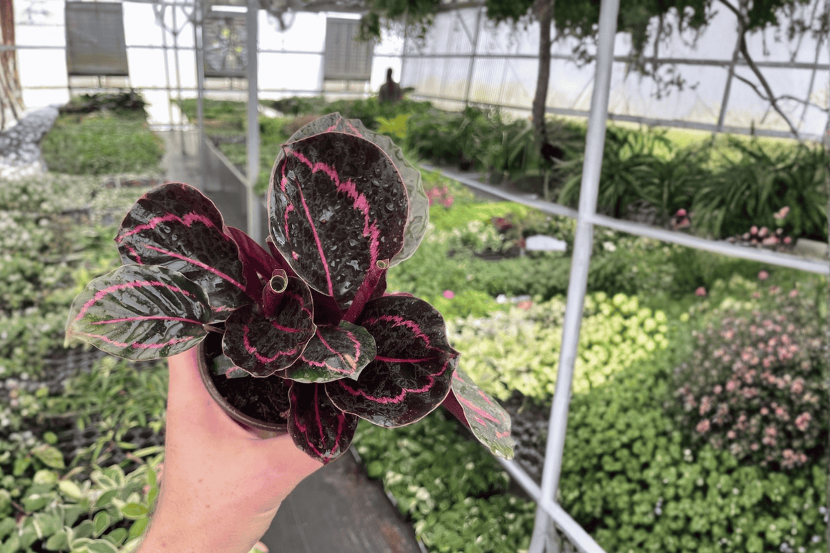 Calathea Dottie 2 Live Plants – 4-Inch Pots – Goeppertia roseopicta ‘Dottie’
