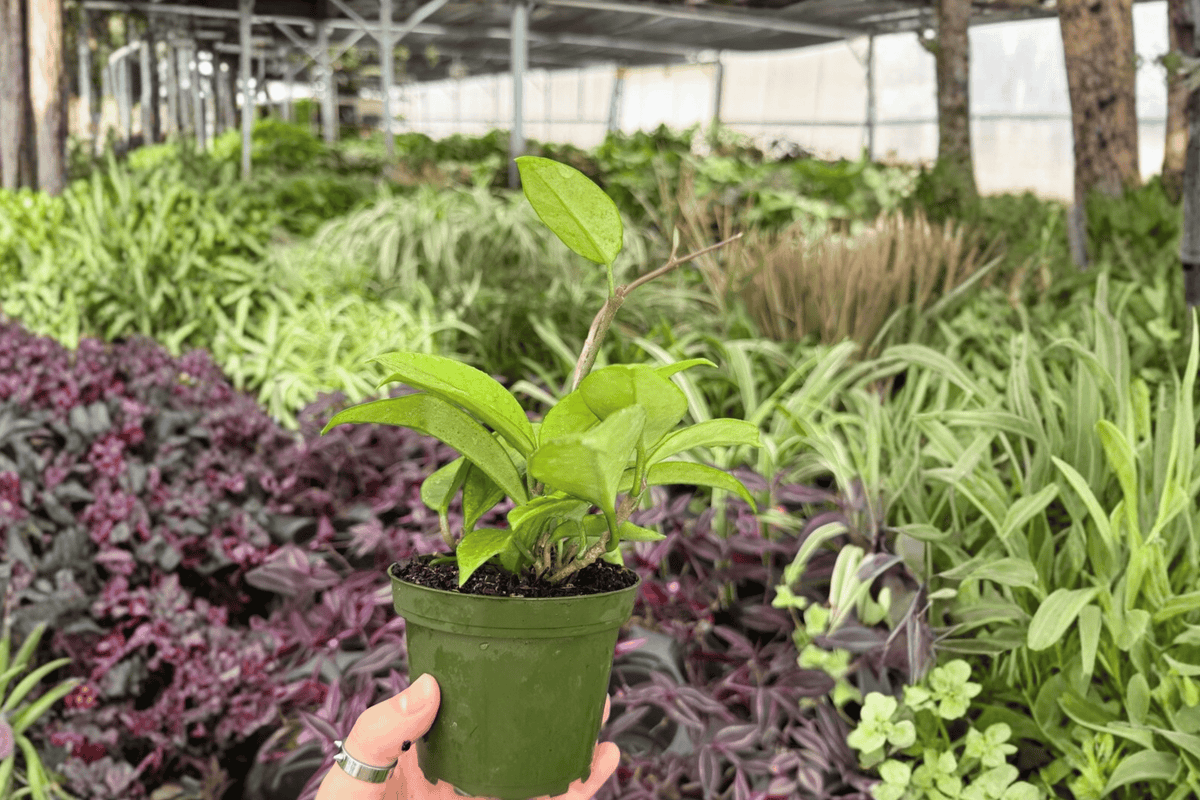 Hoya Jade 2 Exact Live Plants – Hoya ‘Jade’ Specific 4” Size Bare Root