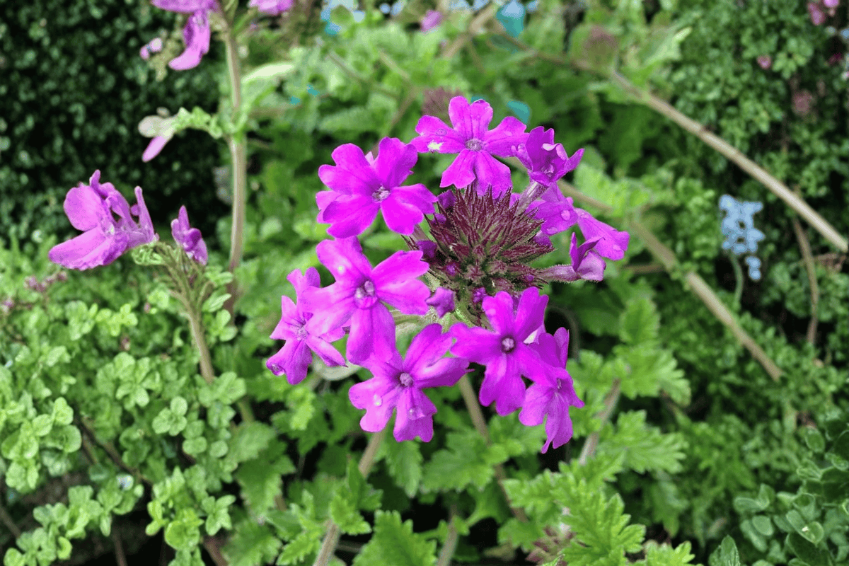 Homestead Purple Rose Verbena Live Plant – 4-Inch Pot – Verbena canadensis 'Homestead Purple'