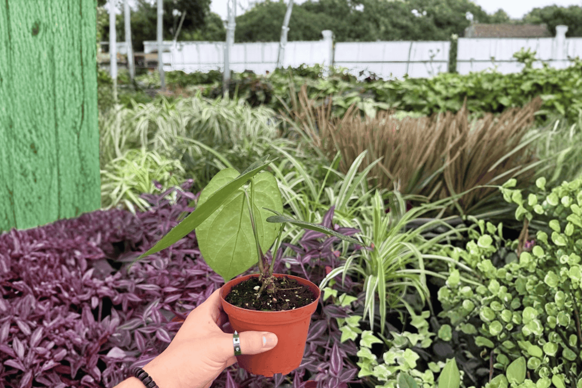 Anthurium Xone × MBR 2 Exact Live Plants – Anthurium Hybrid Specific 4” Size Bare Root