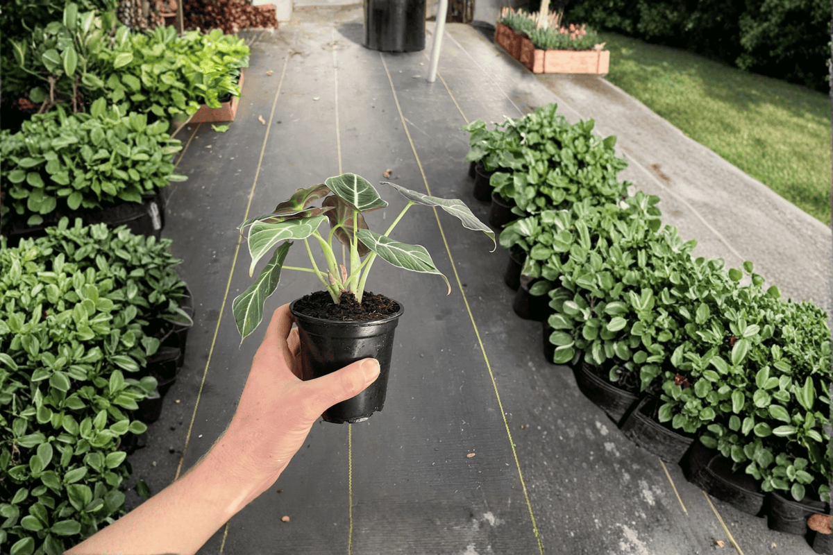 Alocasia Black Velvet 2 Live Plants – 4-Inch Pots – Alocasia reginula ‘Black Velvet’