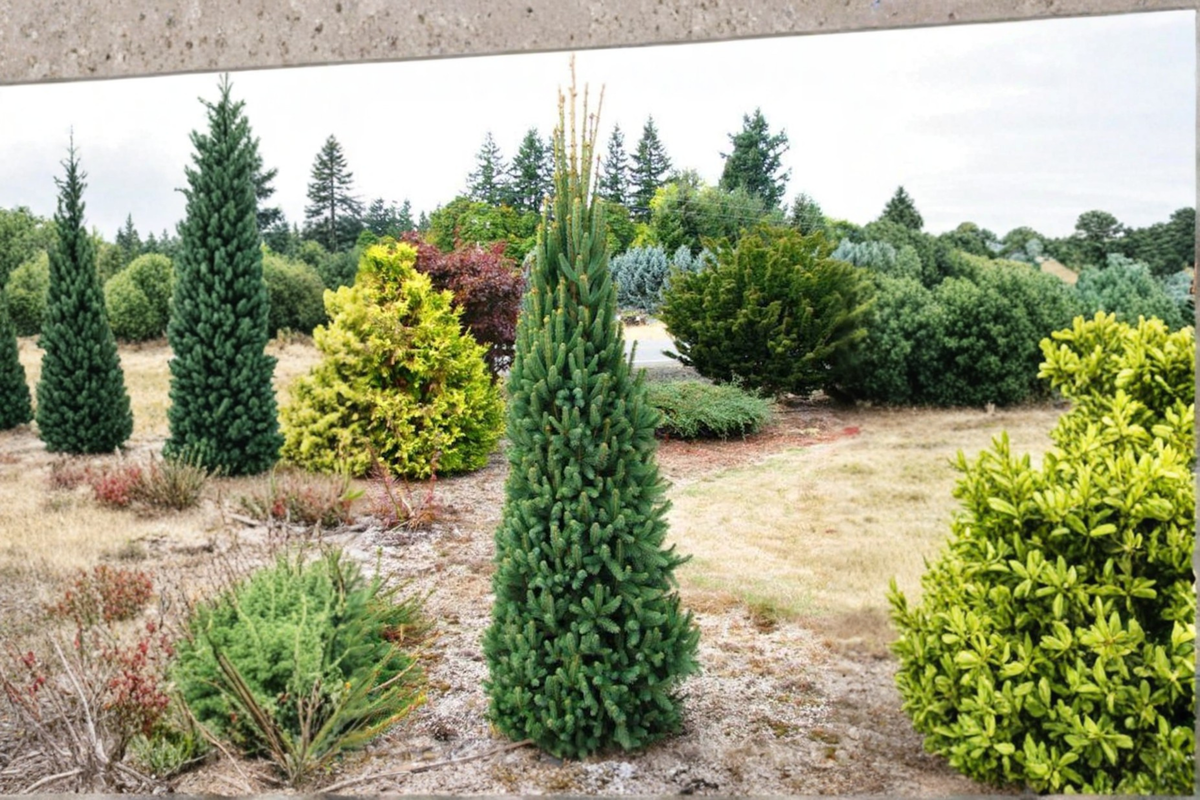 Columnar Norway Spruce ‘Cupressina’ Live Plant – 12” Evergreen Tree for Vertical Garden & Landscape