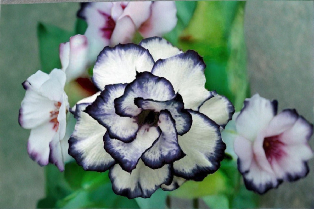 Rare Black White Rose Seeds – Bi-Color Flower Seeds for Outdoor Garden Planting, Rosa spp., 10 Pack