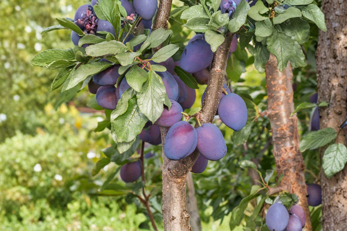 Spring Satin Plumcot Tree Live Plant 4–6 Ft Fruit Tree, Plum Apricot Hybrid for Garden Orchard Outdoor Plant