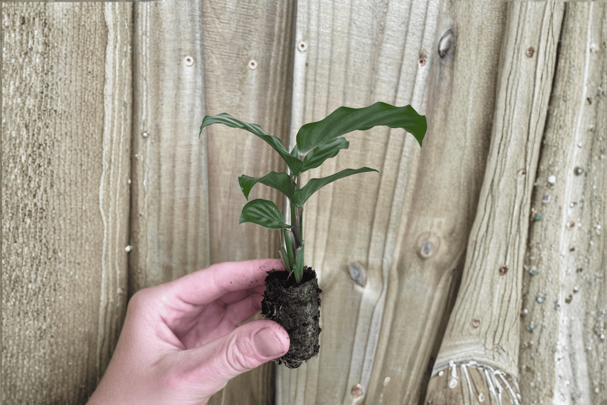 Calathea Freddie 2 Live Starter Plants – Goeppertia concinna