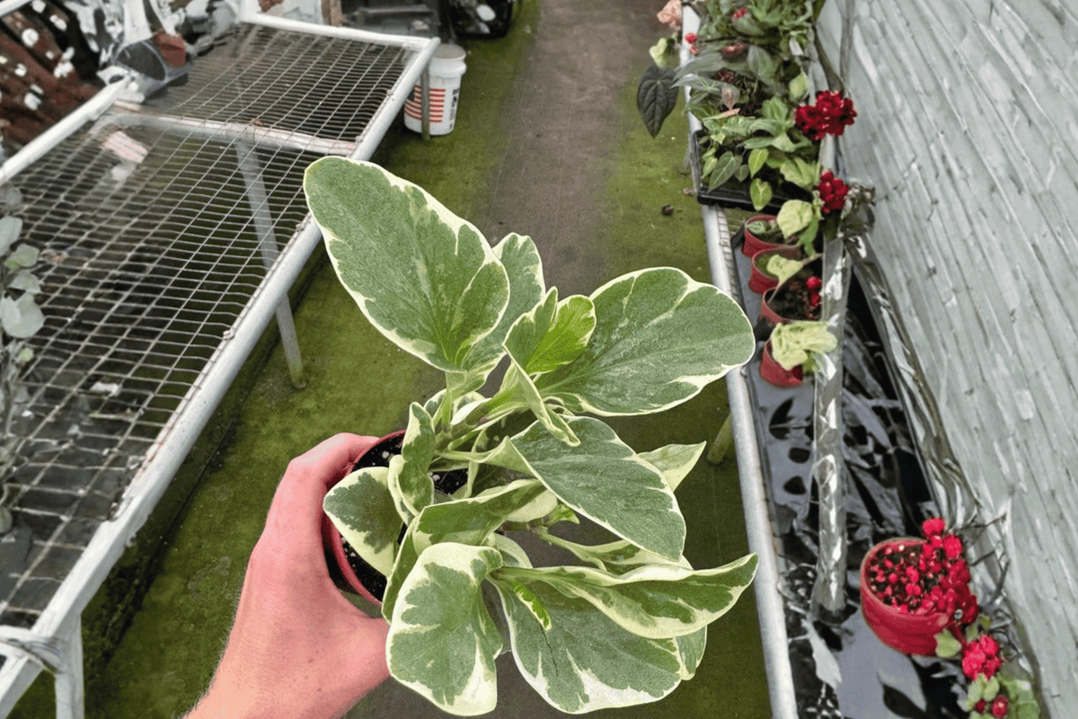 Variegated Peperomia Obtusifolia 2 Live Plants – 4-Inch Size Bare Root