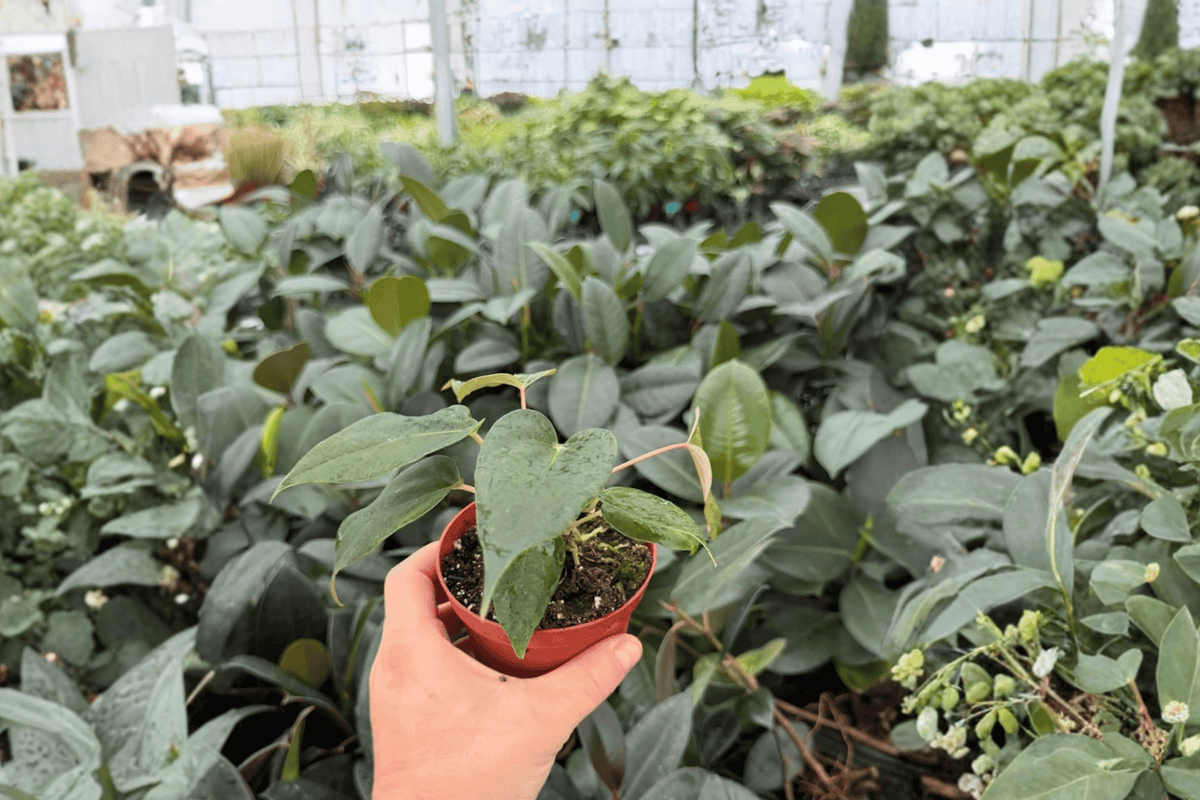 Anthurium Black Sweet × Portillae 2 Exact Live Plants – Anthurium Hybrid 4” Size Bare Root